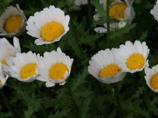 Chrysanthemum paludosum Poir.米倉浩司・梶田忠 (2003-)　「BG Plants 和名−学名インデックス」（YList），http://bean.bio.chiba-u.jp/bgplants/ylist_main.html（2011年5月10日）.