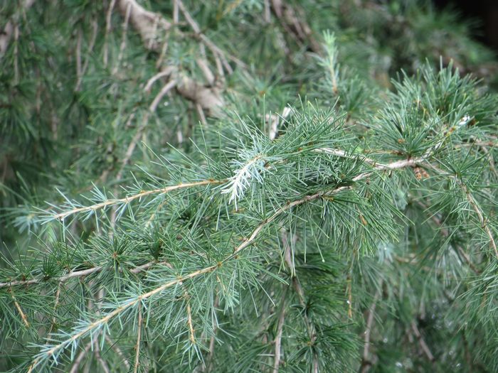 最安値に挑戦 ヒマラヤシダー ヒマラヤ杉 種子20粒 Deodar cedar 20 seeds