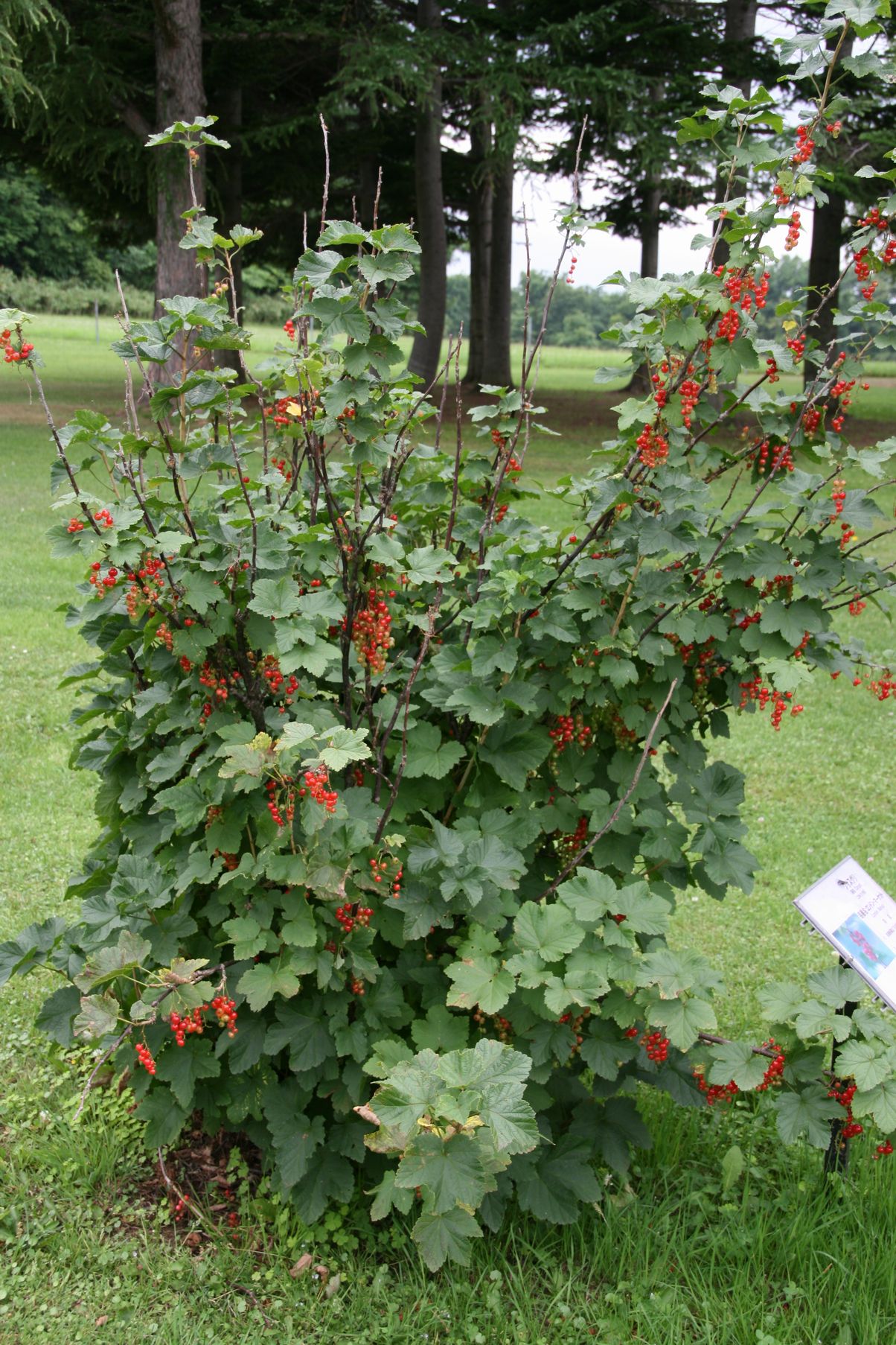 アラビア ボタニカ ribes rubrum レッドカラント アカフサスグリ ARABIA》Botanica 箱付きレッドカラント (ribes rubum) 【Este