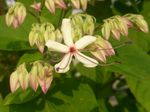 Clerodendron trichotomum