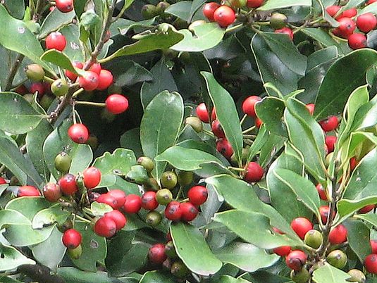 モチノキ（黐の木）: 草花ブログ『時告風』