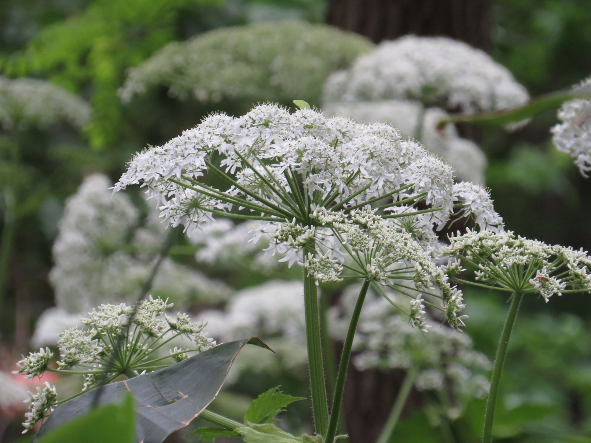 Heracleum lanatum Michx