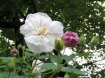 Hibiscus mutabilisHibiscus mutabilis ’Versicolor ’