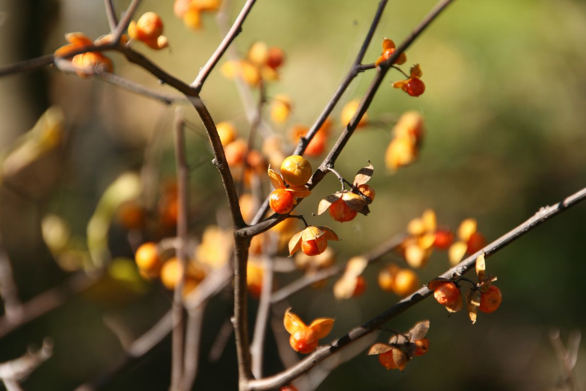 ツルウメモドキ ツルウメモドキ（ニシキギ科） | 見ごろの植物