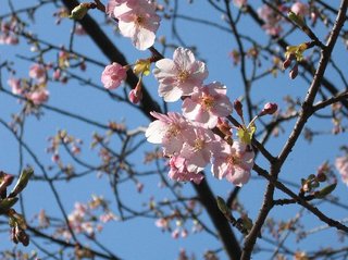 Prunus cv.Kawazu-zakura