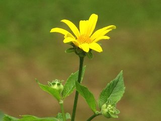 Heliopsis helianthoides (L.) Sweet