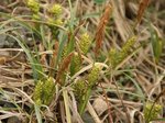 Carex　angustinowiczii