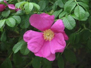 Rosa davurica ×R.glauca