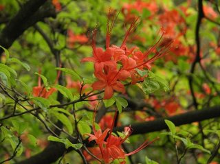 Rhododendron prunifolium 