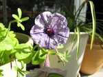 Petunia ×hybrida