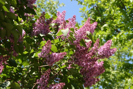 ライラックの樹様 garden-rairakku001-230x155.jpg