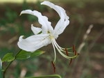 Lilium speciosum Thunb. var. tametomo