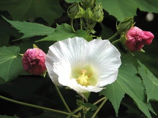 Hibiscus mutabilis cv. Hitoesuihuyou