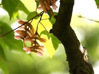 Acer craraegifolium