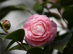 Camellia japonica f. otome