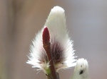 Salix × leucopithecia