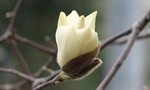 Magnolia heptapeta