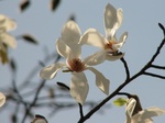 Magnolia praecocissima
