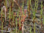 Salicornia europaca