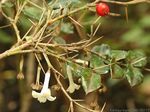 Damnacanthus indicus