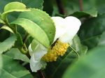 Camellia sinensis(Thea sinensis)