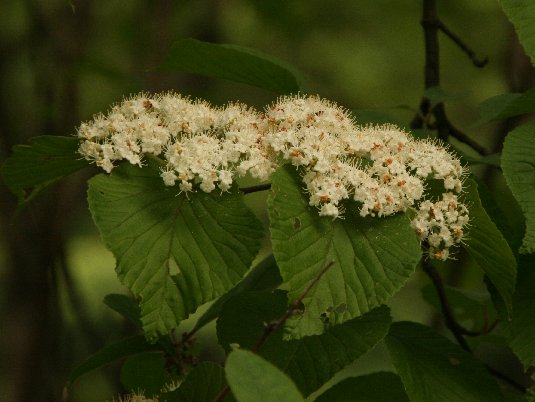 ガマズミ（莢ずみ） : 草花ブログ『時告風』