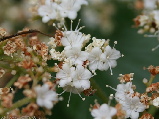 ガマズミ（莢ずみ） : 草花ブログ『時告風』