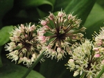 Allium victorialis subsp. Platyphyllum