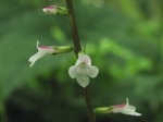 Phryma leptostahya ssp. asiatica