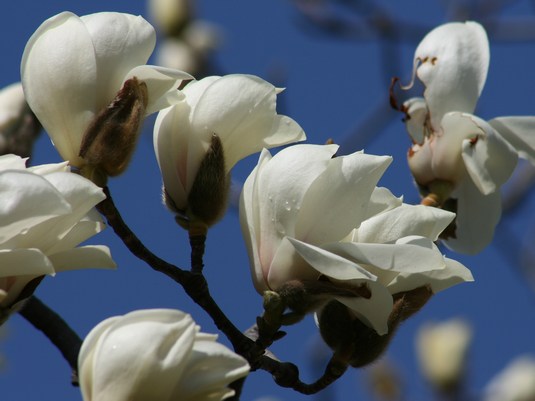 はくもくれん お花の写真集 / ハクモクレン(白木蓮)