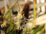 Carex　conica
