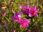 Rhododendron Hirado Azarea hibrids