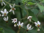 Solanum lyratum