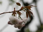 Prunus lannesiana Wils.cv. Alborosea