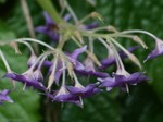 Conandron ramondioides