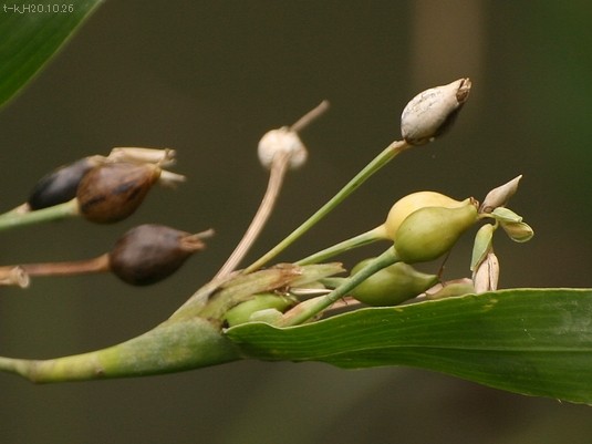 数珠玉　ジュズダマ　4kg+予備400g 数珠玉 ジュズダマ 4kg+予備400g 数珠玉 ジュズダマ 4kg+予備