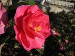 Camellia × hiemalis Nakai
