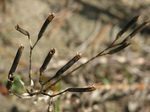 Dianthus superbus var. longicalycinus
