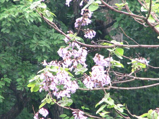 桐　キリ キリ(桐)【かぎけんWEB】