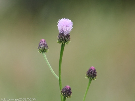 キツネアザミ（狐薊）: 草花ブログ『時告風』