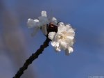 Prunus × Kobuku-zakura Ohwi