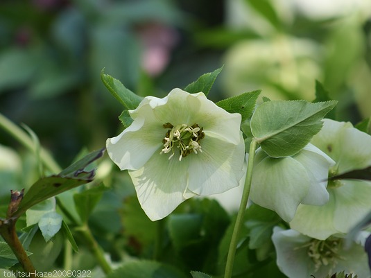 ば*な様 3041⭐️超希少⭐️ 【親株】【ノスタルジア】クリスマス