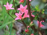 Rhododendron kurume Azarea hybrids