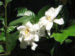 Gardenia jasminoides Ellis 'Flore-pleno'