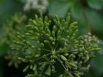 Ligusticum  scoticum ssp. Hultenii