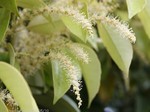 Lithocarpus　edulis