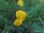 Lotus corniculatus var. japonicus