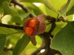 Magnolia quinquepeta