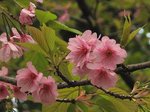 Prunus × kanzakura Makino cv.Ohkanzakura