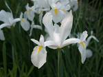 Iris Hollandica hybrids